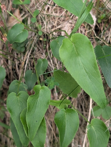 Phyteuma scheuchzeri (Oxford Rampion)