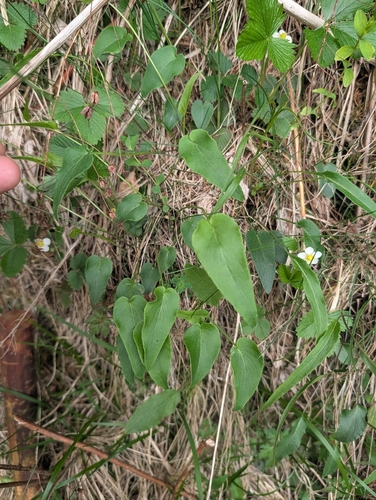 Phyteuma scheuchzeri (Oxford Rampion)