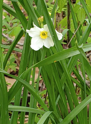 Narcissus × medioluteus (Primrose-peerless) (alternate view 11)