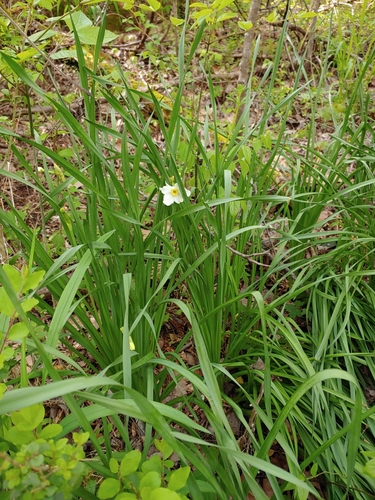 Narcissus × medioluteus (Primrose-peerless) (alternate view 12)