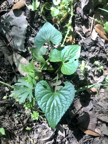 Viola missouriensis (Missouri Violet) (alternate view 5)