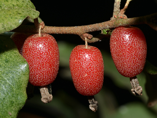 Elaeagnus pungens (silverberry) (alternate view 5)