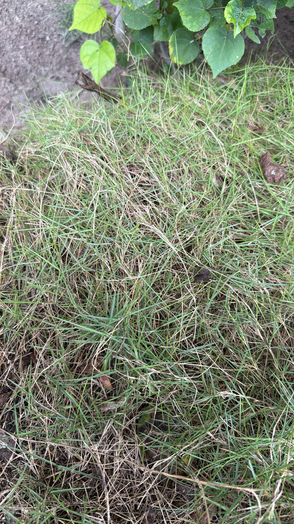 Zoysia tenuifolia, Korean velvet grass — spreading semi-evergreen (Poaceae) (image 4 of 6)