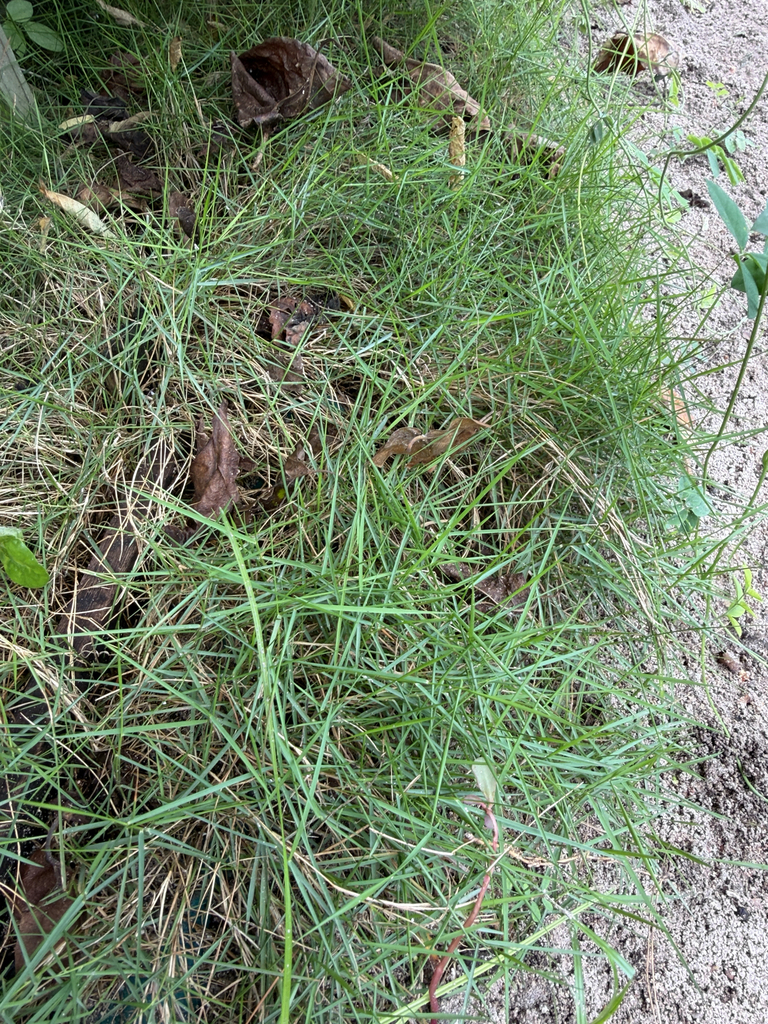 Zoysia tenuifolia, Korean velvet grass — spreading semi-evergreen (Poaceae) (image 5 of 6)