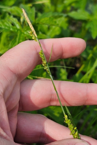 Carex woodii (Wood's Sedge)