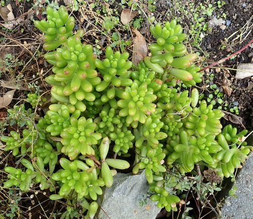 Sedum × rubrotinctum (Christmas-cheer)
