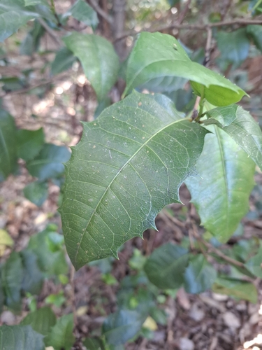 Alchornea ilicifolia (Native Holly) (alternate view 10)