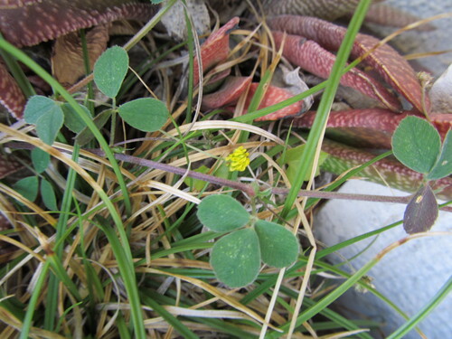 Medicago lupulina (black medic) (alternate view 3)