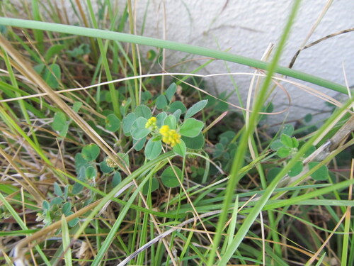 Medicago lupulina (black medic) (alternate view 4)