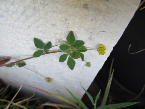 Medicago lupulina (black medic) (alternate view 5)