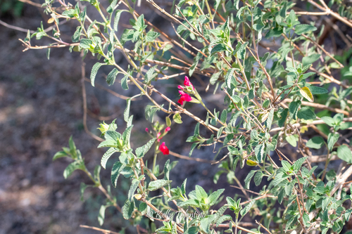 Salvia microphylla (Baby Sage)