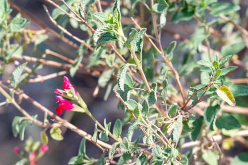 Salvia microphylla (Baby Sage)