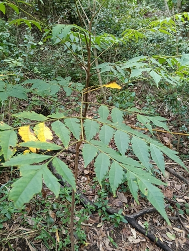 Jagera pseudorhus (Fern Top) (alternate view 5)