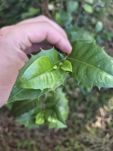 Alchornea ilicifolia (Native Holly) (alternate view 9)