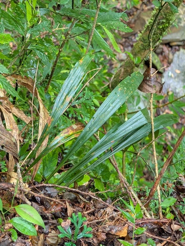 Carex scaposa (Pink-Flowered Sedge)