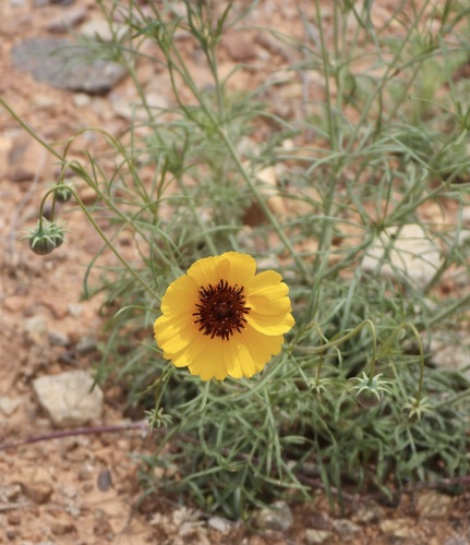 Thelesperma filifolium (stiff greenthread) (alternate view 2)