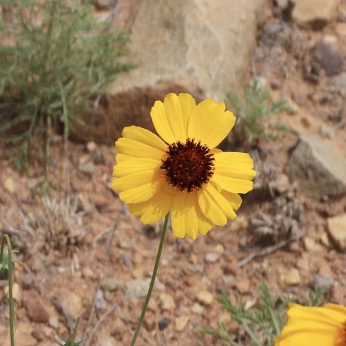 Thelesperma filifolium (stiff greenthread) (alternate view 3)