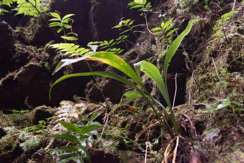 Carex scaposa (Pink-Flowered Sedge)