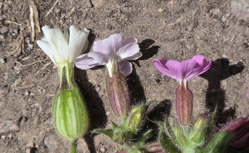 Silene × hampeana (Hybrid Campion) (alternate view 5)