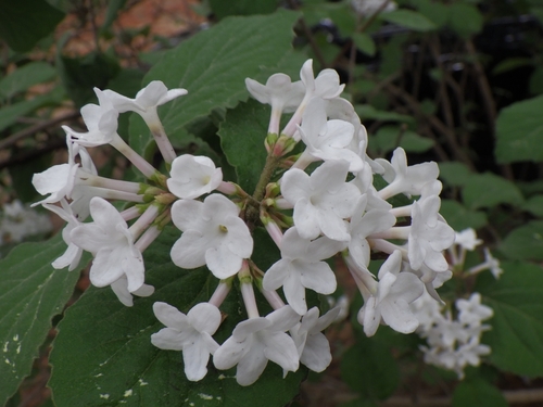 Viburnum carlesii (Korean spice viburnum)