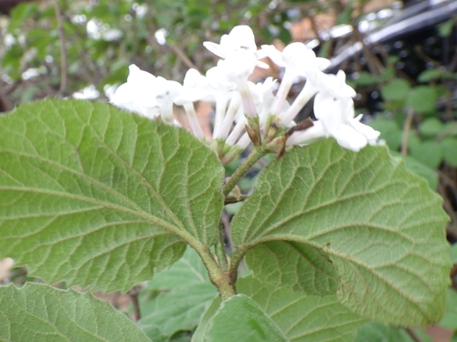 Viburnum carlesii (Korean spice viburnum) (alternate view 2)