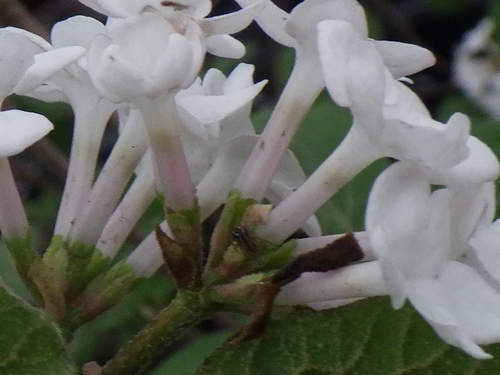 Viburnum carlesii (Korean spice viburnum) (alternate view 3)