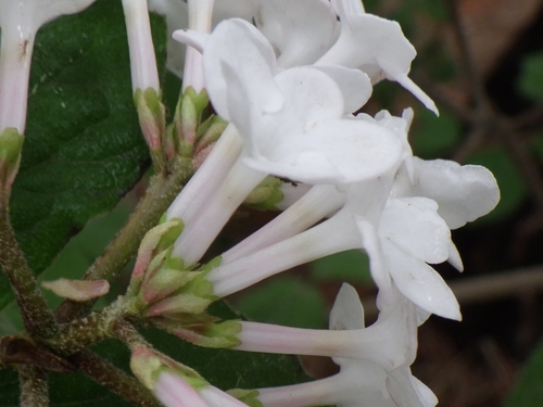 Viburnum carlesii (Korean spice viburnum) (alternate view 4)