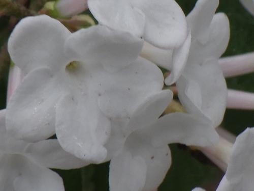 Viburnum carlesii (Korean spice viburnum) (alternate view 5)