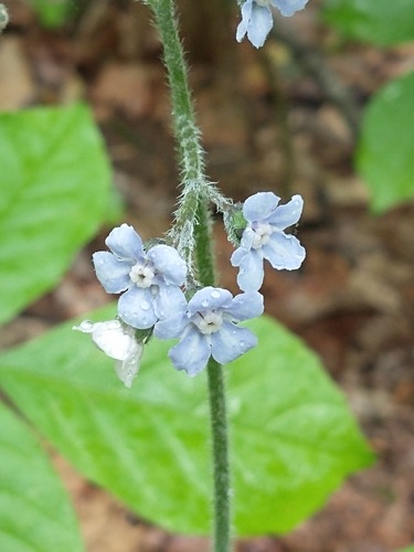 Andersonglossum virginianum (wild comfrey) (alternate view 2)