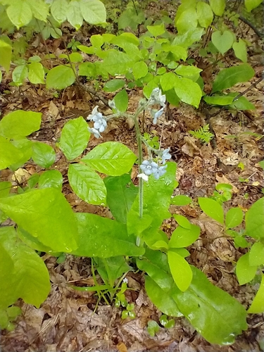 Andersonglossum virginianum (wild comfrey) (alternate view 3)
