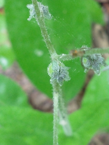 Andersonglossum virginianum (wild comfrey) (alternate view 4)