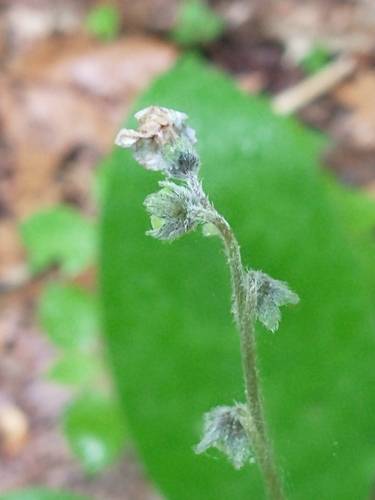 Andersonglossum virginianum (wild comfrey) (alternate view 5)
