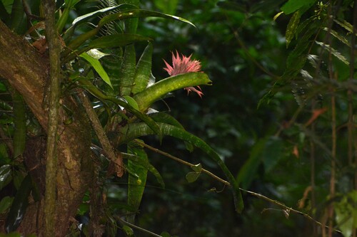 Aechmea fasciata (Silver Vase Bromeliad)