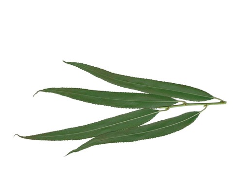 Salix nigra (black willow)