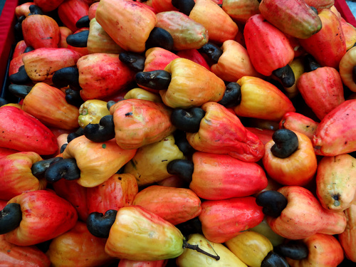 Anacardium occidentale (Cashew) (alternate view 8)
