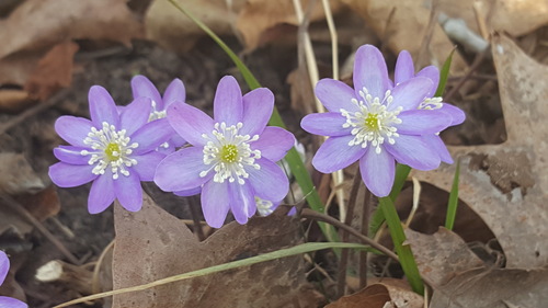 Hepatica acutiloba (sharp-lobed hepatica)