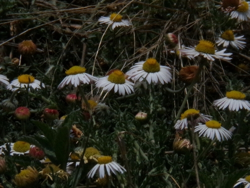 Aphanostephus ramosissimus (Lazy Daisy) (alternate view 6)