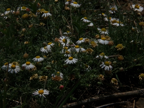 Aphanostephus ramosissimus (Lazy Daisy) (alternate view 7)