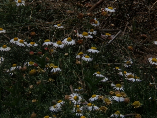 Aphanostephus ramosissimus (Lazy Daisy) (alternate view 8)