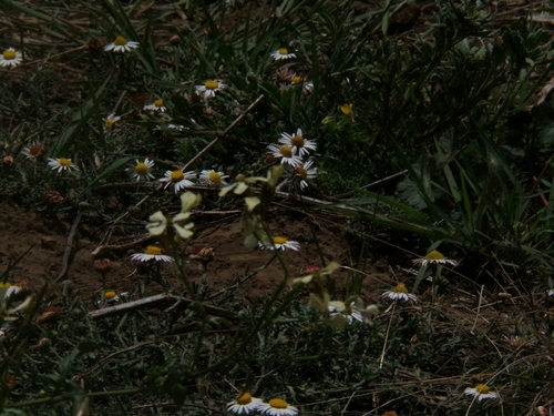 Aphanostephus ramosissimus (Lazy Daisy) (alternate view 9)