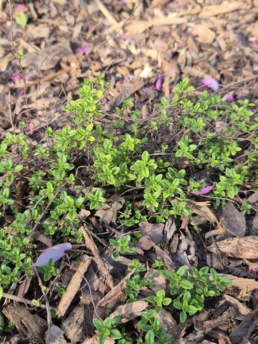 Thymus × citriodorus (Lemon Thyme) (alternate view 12)
