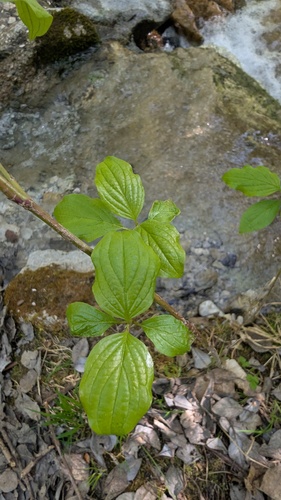 Cornus sanguinea (alternate view 3)