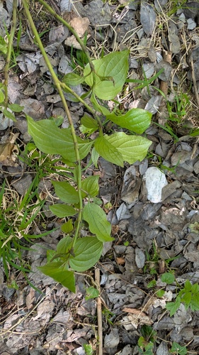 Cornus sanguinea (alternate view 5)