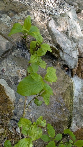 Cornus sanguinea (alternate view 4)