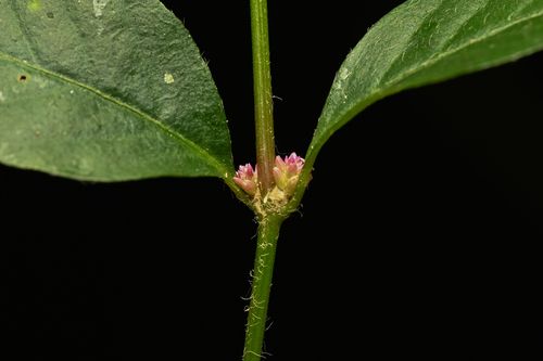 Alternanthera (alternate view 7)