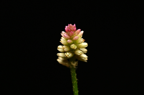 Alternanthera (alternate view 6)