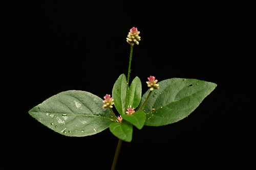 Alternanthera (alternate view 5)
