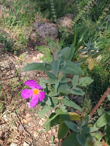 Cistus albidus (white-leaved cistus) (alternate view 4)