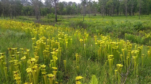 Sarracenia flava (yellow pitcher plant) (alternate view 2)