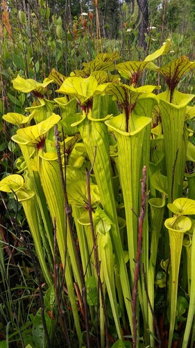 Sarracenia flava (yellow pitcher plant) (alternate view 3)